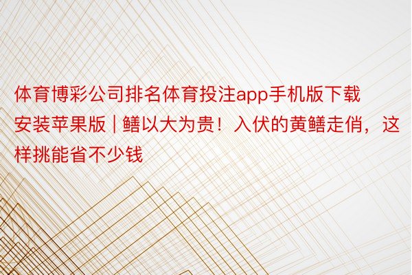 体育博彩公司排名体育投注app手机版下载安装苹果版 | 鳝以大为贵！入伏的黄鳝走俏，这样挑能省不少钱